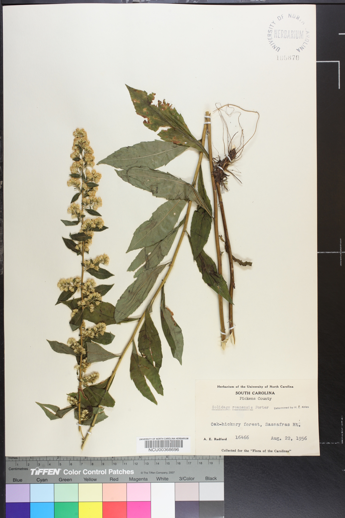 Solidago roanensis image