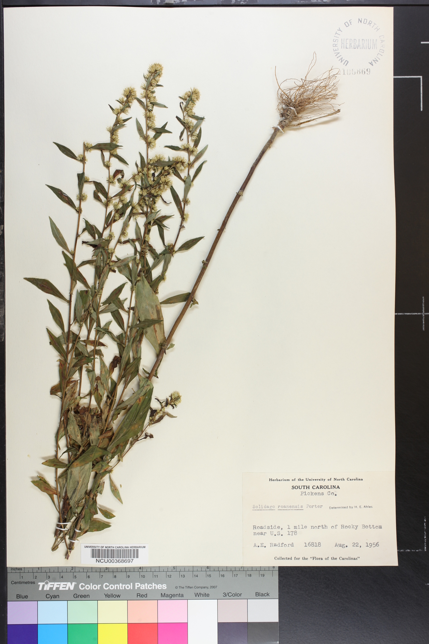 Solidago roanensis image