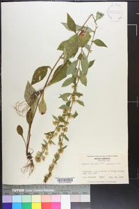 Solidago roanensis image