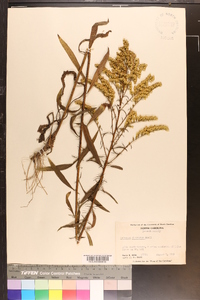 Solidago pinetorum image