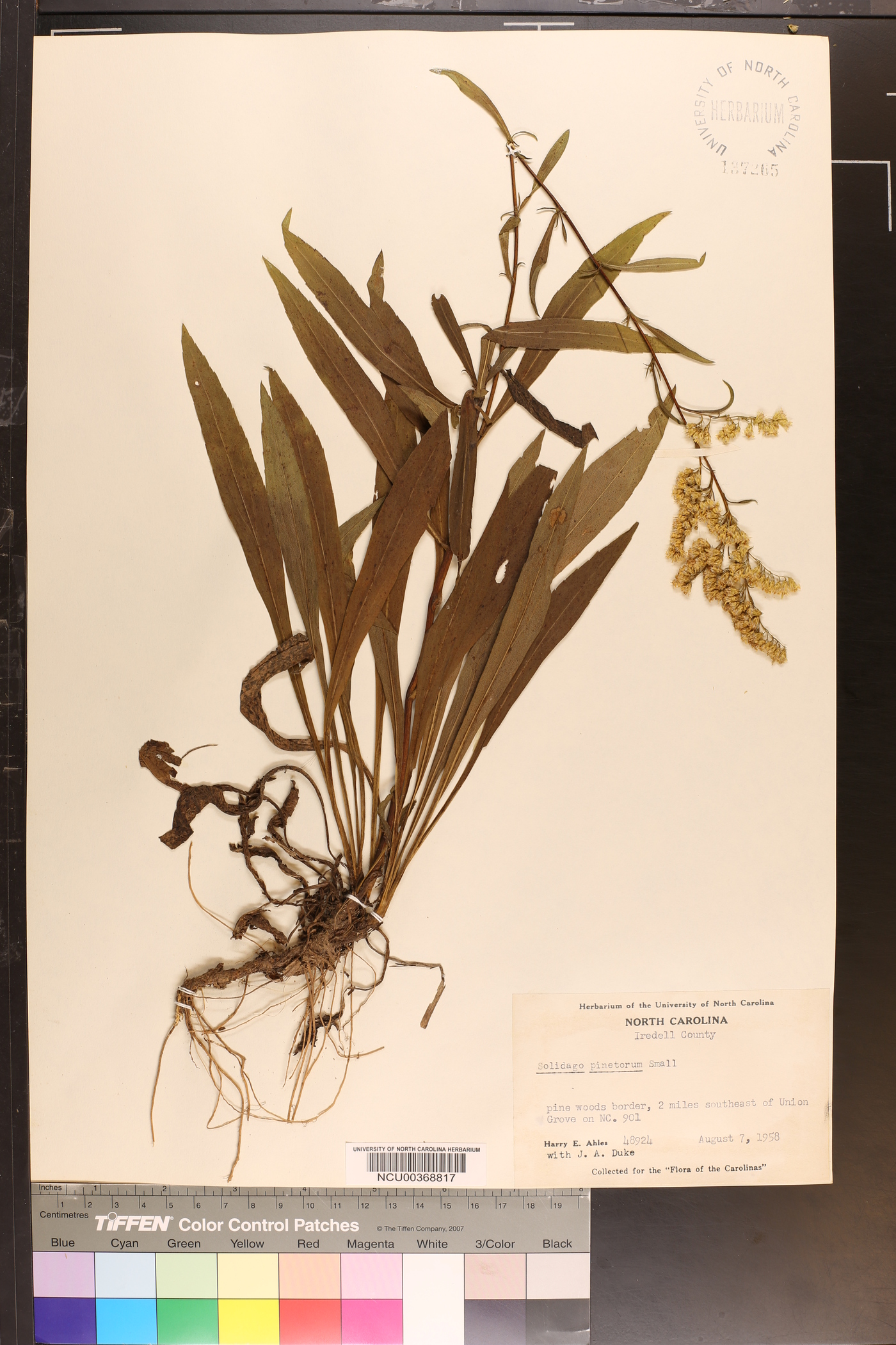 Solidago pinetorum image