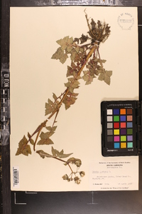 Sonchus oleraceus image