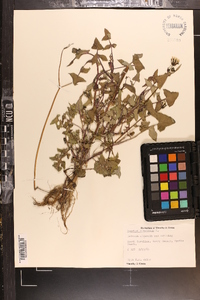 Sonchus oleraceus image