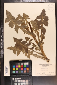 Sonchus oleraceus image