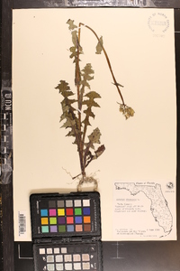 Sonchus oleraceus image