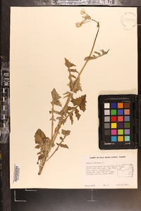 Sonchus oleraceus image