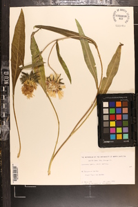 Stokesia laevis image