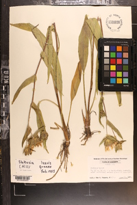 Stokesia laevis image