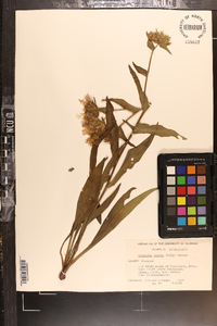 Stokesia laevis image