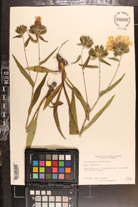 Stokesia laevis image