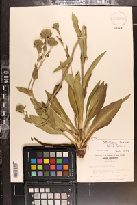 Stokesia laevis image