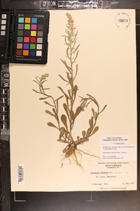 Gamochaeta calviceps image