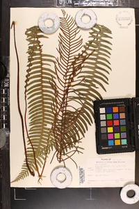 Blechnum spicant image