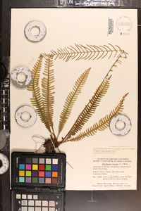 Blechnum spicant image