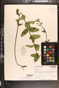 Eupatorium pilosum image