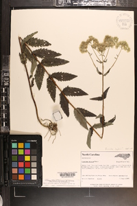 Eupatorium pilosum image