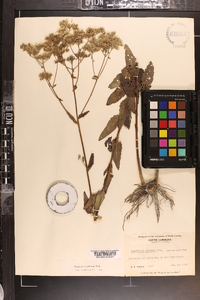 Eupatorium pilosum image