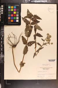 Eupatorium pilosum image