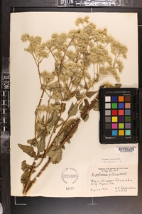 Eupatorium pilosum image