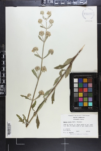 Hyptis alata image