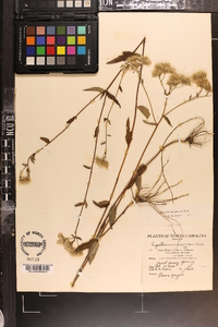 Eupatorium pilosum image