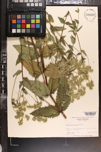 Eupatorium pilosum image