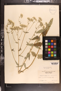 Eupatorium pilosum image