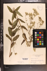 Eupatorium pilosum image