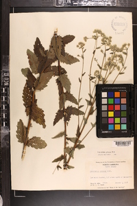 Eupatorium pilosum image