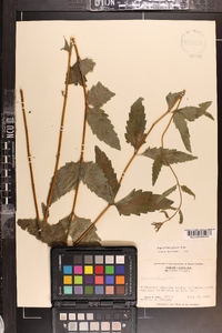 Eupatorium pilosum image