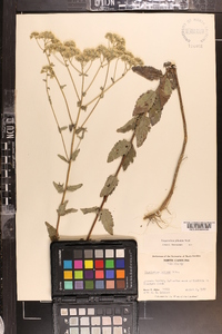 Eupatorium pilosum image