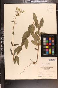 Eupatorium pilosum image