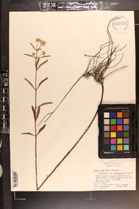 Hyptis alata image