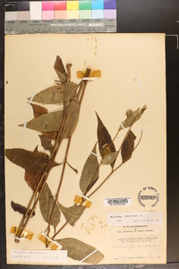 Helianthus decapetalus image