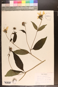 Helianthus decapetalus image