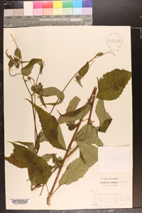 Helianthus decapetalus image