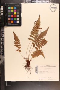 Blechnum occidentale image