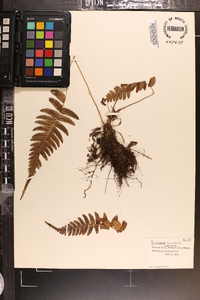 Blechnum occidentale image