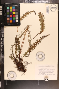 Blechnum spicant image