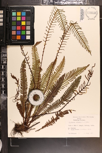 Blechnum spicant image