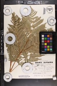 Pteridium aquilinum var. latiusculum image