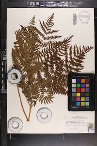 Pteridium aquilinum var. latiusculum image