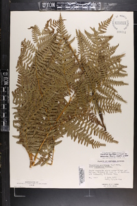 Pteridium aquilinum var. latiusculum image