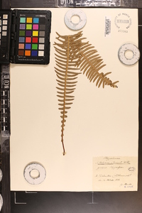 Blechnum spicant image