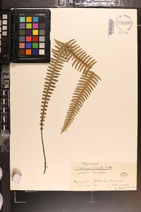 Blechnum spicant image