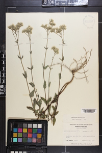 Eupatorium pilosum image