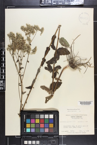 Eupatorium pilosum image