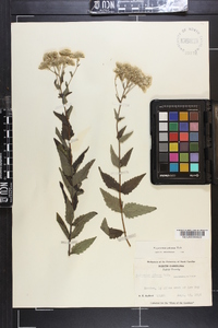 Eupatorium pilosum image