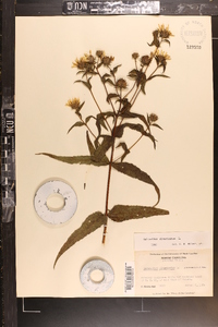 Helianthus divaricatus image