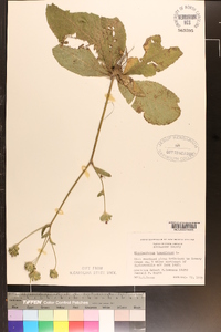 Elephantopus tomentosus image